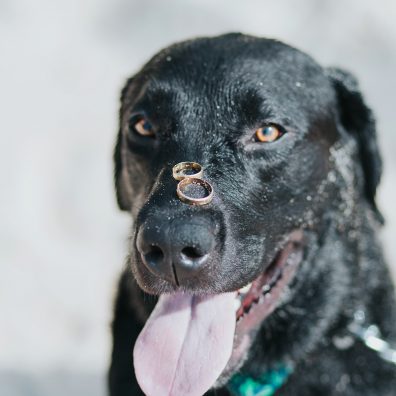 Dog with Rings